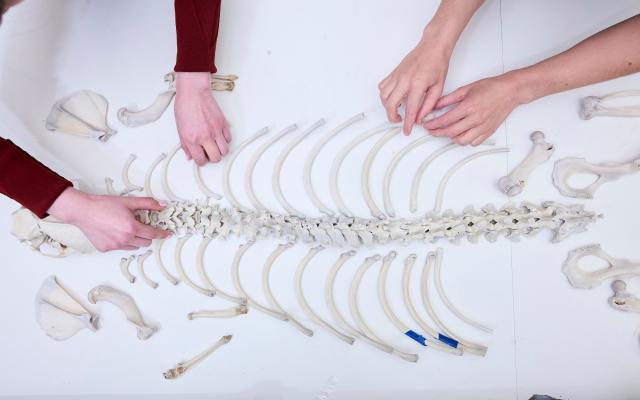 Aerial view of hands arranging bones