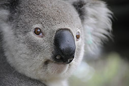 Picture of a koala