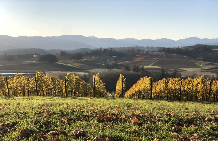 Photo of Oregon vineyard
