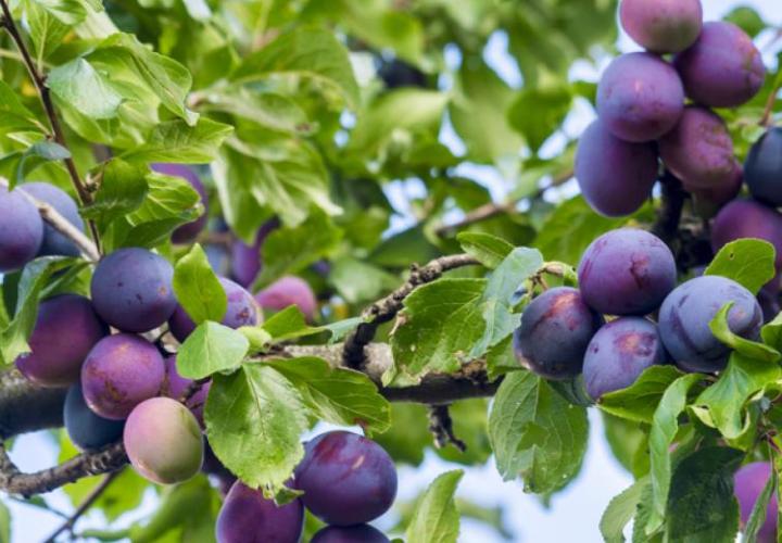 Purple and pink ripening plums on a green leafy tree with blue sky behind