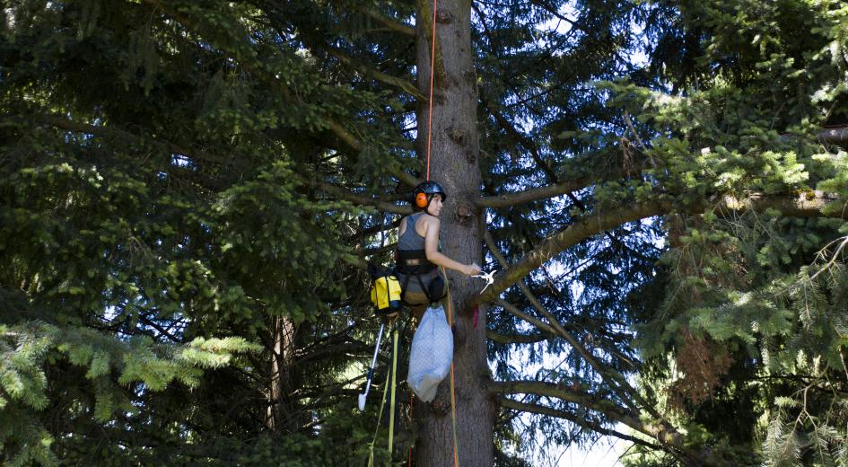 Woman treeclimber wearing a helmet and harness dangles from a rope alongside a tall tree in Portland