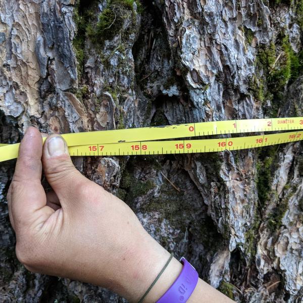 Measuring the circumference of a tree for field research.
