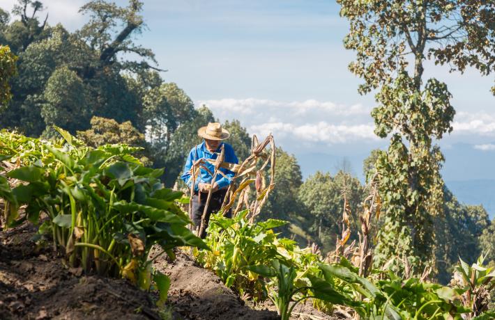 Farmer in Guatemala