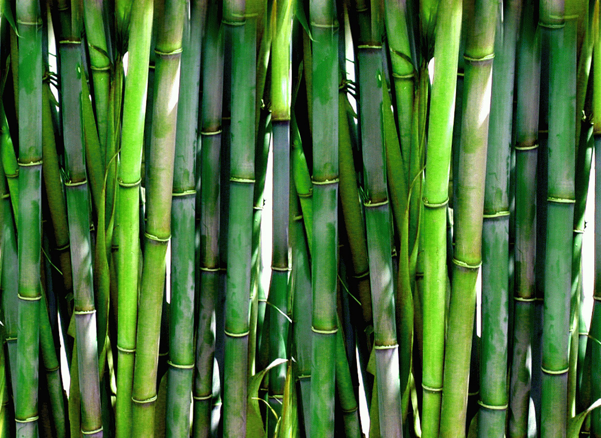 wall of green bamboo stems