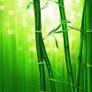 image of bright green bamboo