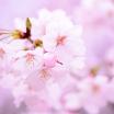 photo close up of cherry blossoms