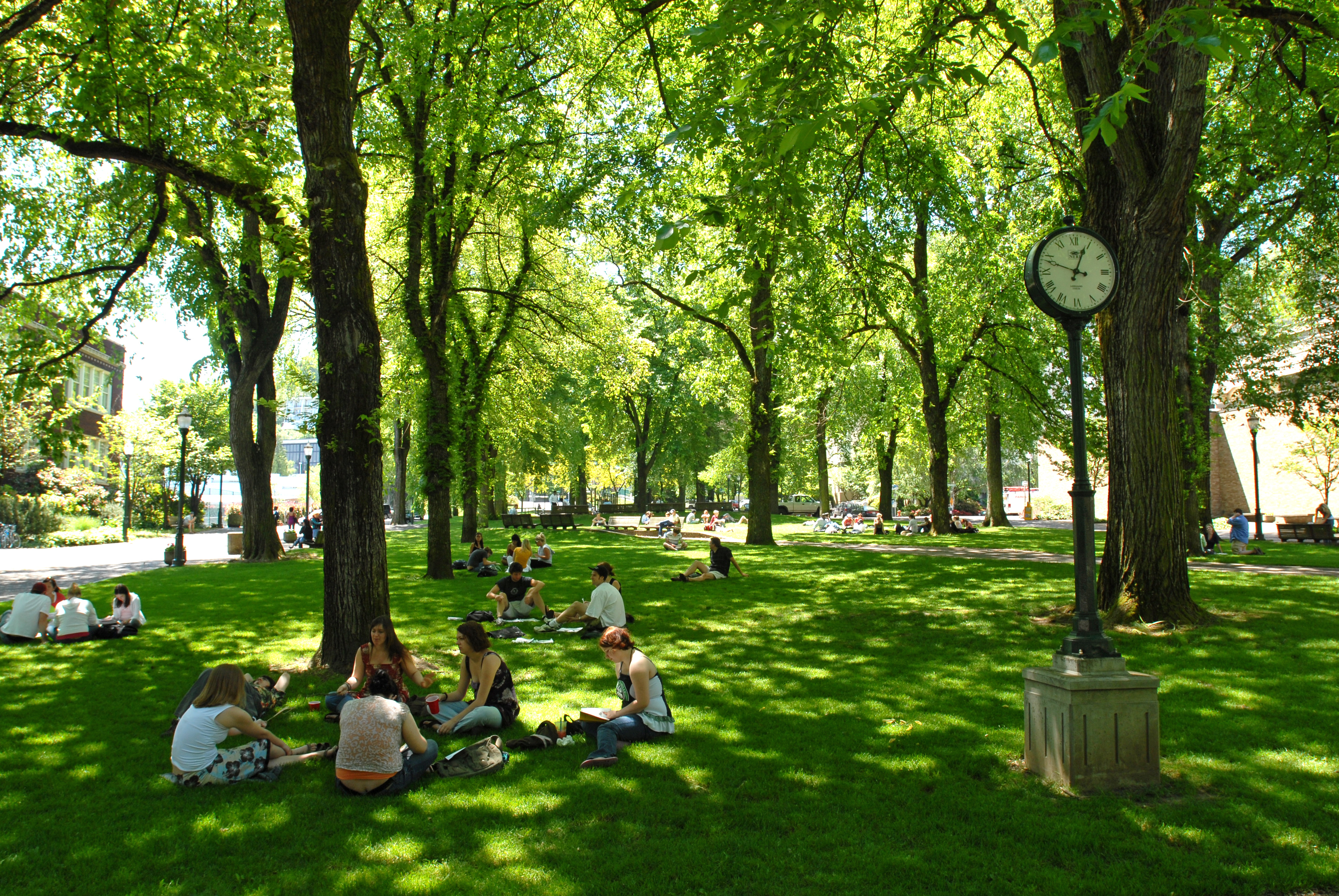 Students studying in the park blocks