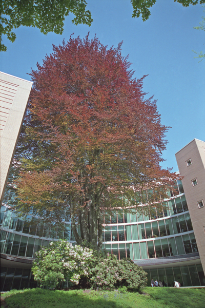 Copper beech tree in front of the library
