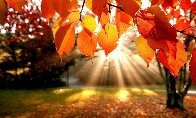 Fall Tree and Sunlight