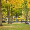 A park of trees with autumn foliage and a yellow streetcar in the background.