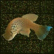 Decorative image of fish.