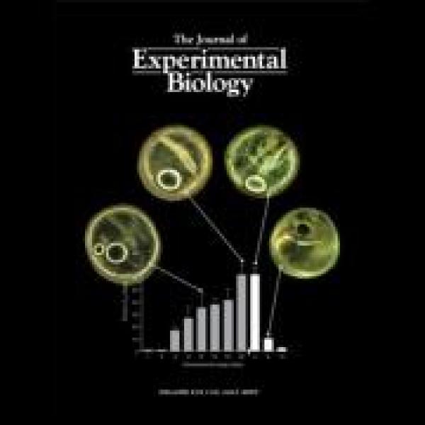Cover of "The Journal of Experimental Biology"
