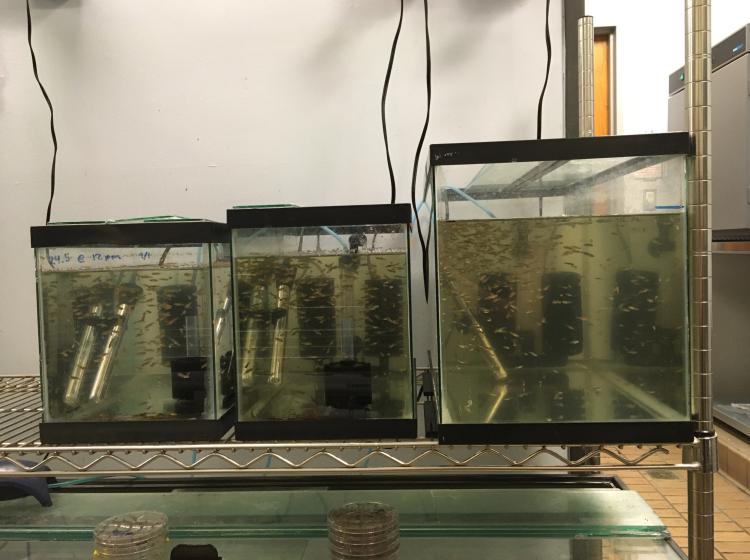 New hatch of killifish - the fishroom is a nursery!  May 2021