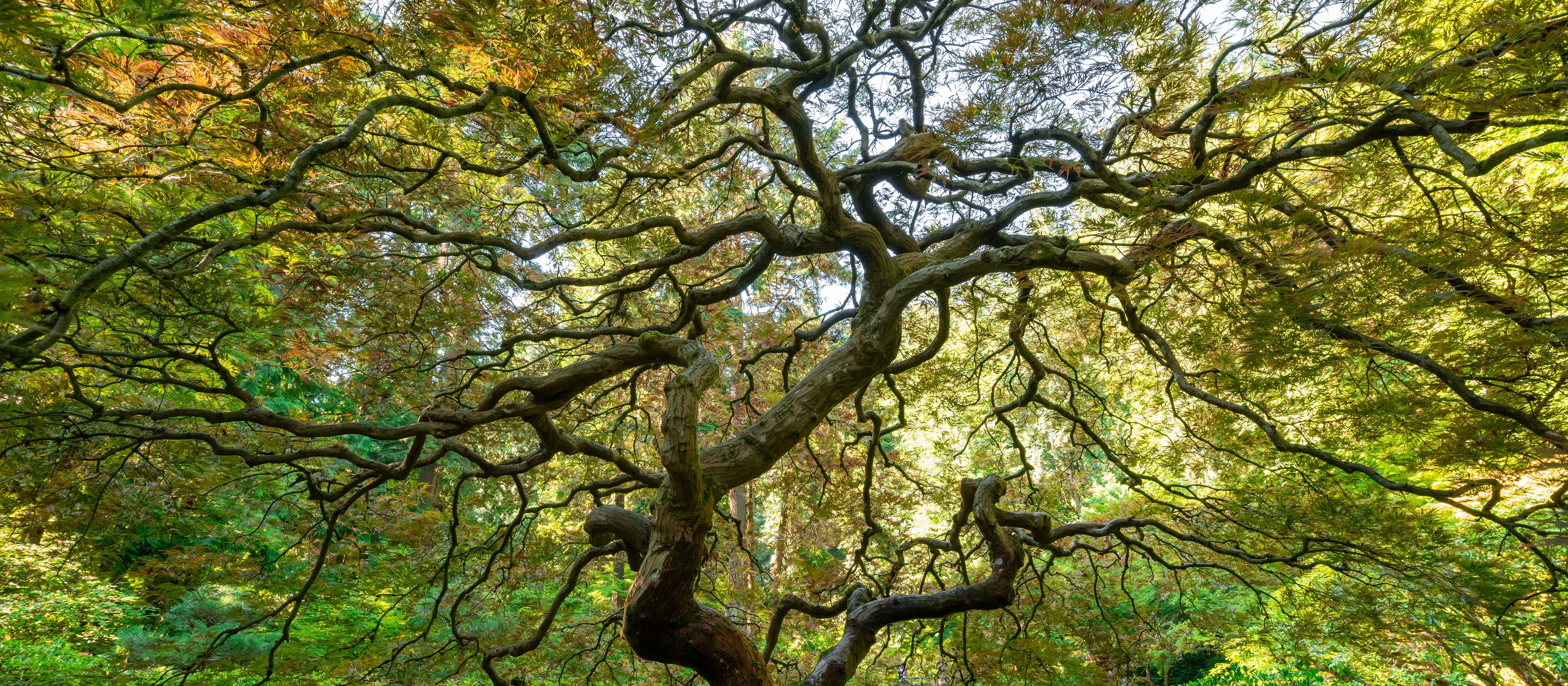 branches of a Japanese maple tree from below
