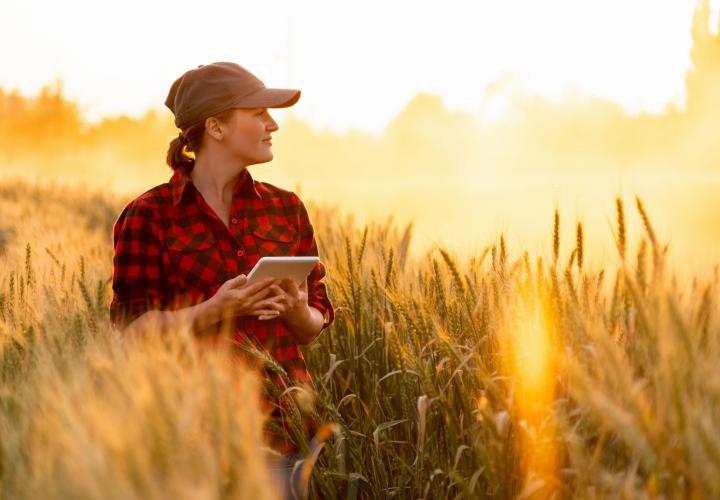 Country woman in wheatfield with tablet in hand