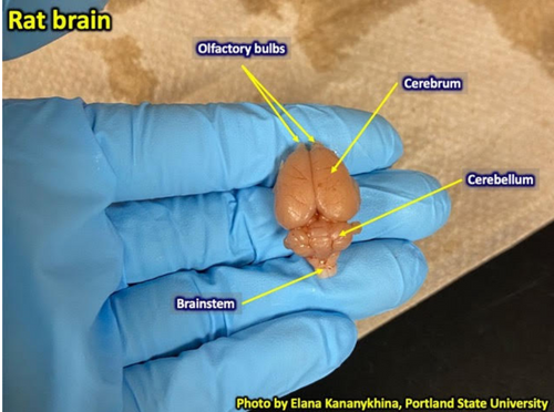 A rat brain with cerebellum, cerebrum, olafactory bulbs, and brainstem labeled.