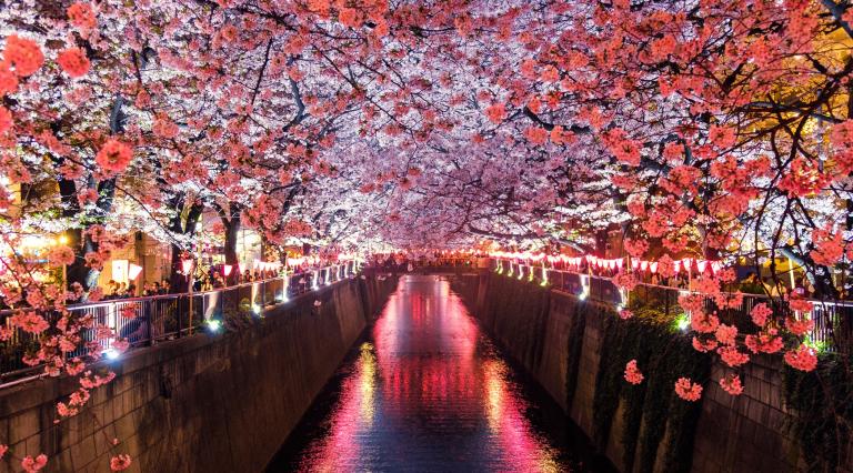 PSU world languages japanese undergraduate students in cherry blossom lined canal
