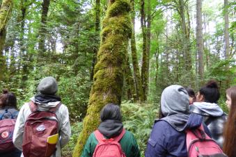 Indigenous Traditional Ecological & Cultural Knowledge certificate students looking up in forest