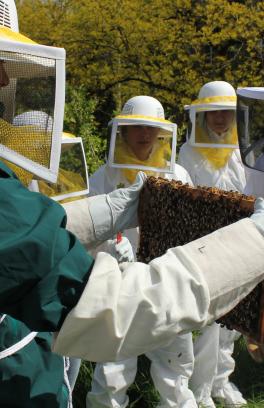 five people in protective clothing look at part of a beehive