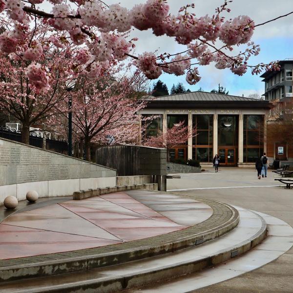 pink flowering tree branches hang over the Walk of Heroines leading to Hoffman Hall