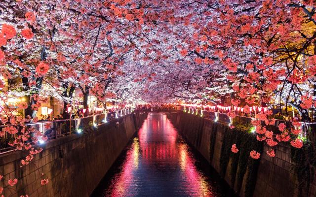 PSU world languages japanese undergraduate students in cherry blossom lined canal