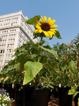 Sunflower