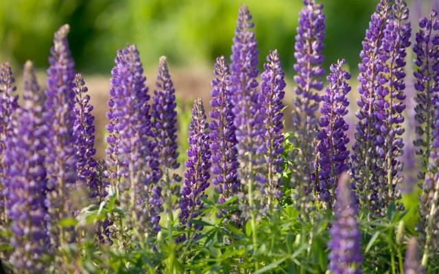 Garden Flowers