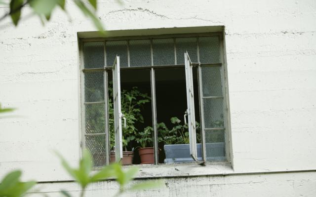 White dorm building and window with potted plants on the window's display.