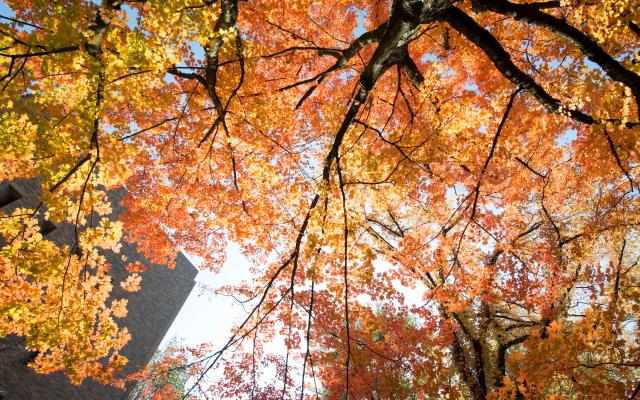 Looking up from underneath multiple trees, leaves turning orange for autumn.