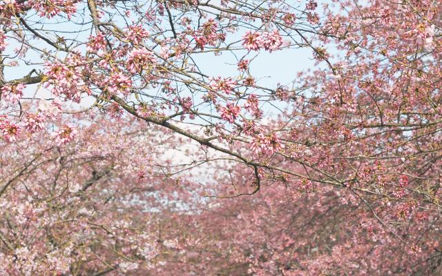 Cherry trees in bloom