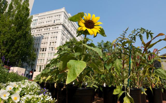 Sunflower