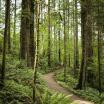 A path leading up the hill in a dense green forest.