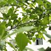 Green leaves and branches take up the majority of the photo. Behind the branches is a white building. 