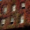 Fall foliage on building