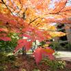 Fall foliage outside of Cramer Hall