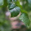 Wet leaves