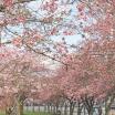 Cherry trees in bloom