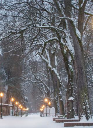 Snowy Park Blocks