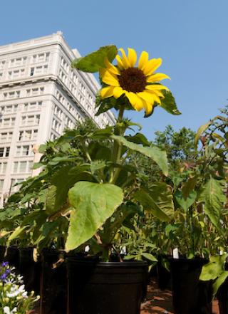 Sunflower