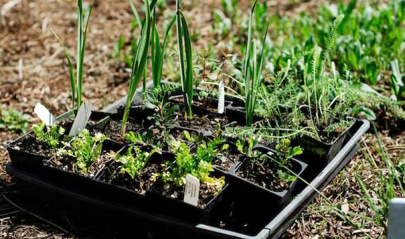 Seedlings from the Oak Savannah