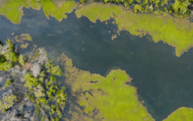 Aerial view of algae bloom in a river