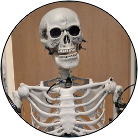 Head shot of Skelly 