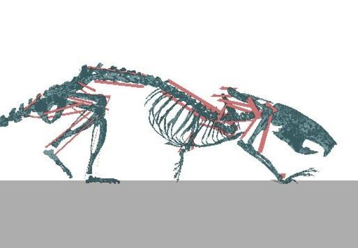 Rat skeleton model with muscles