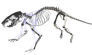 Rat forelimb model with muscle paths