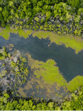 Water and green