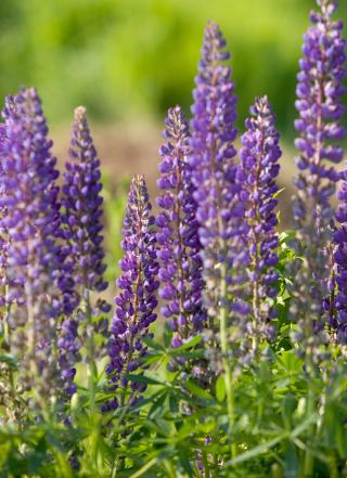 Flowering plants (Angiosperm)