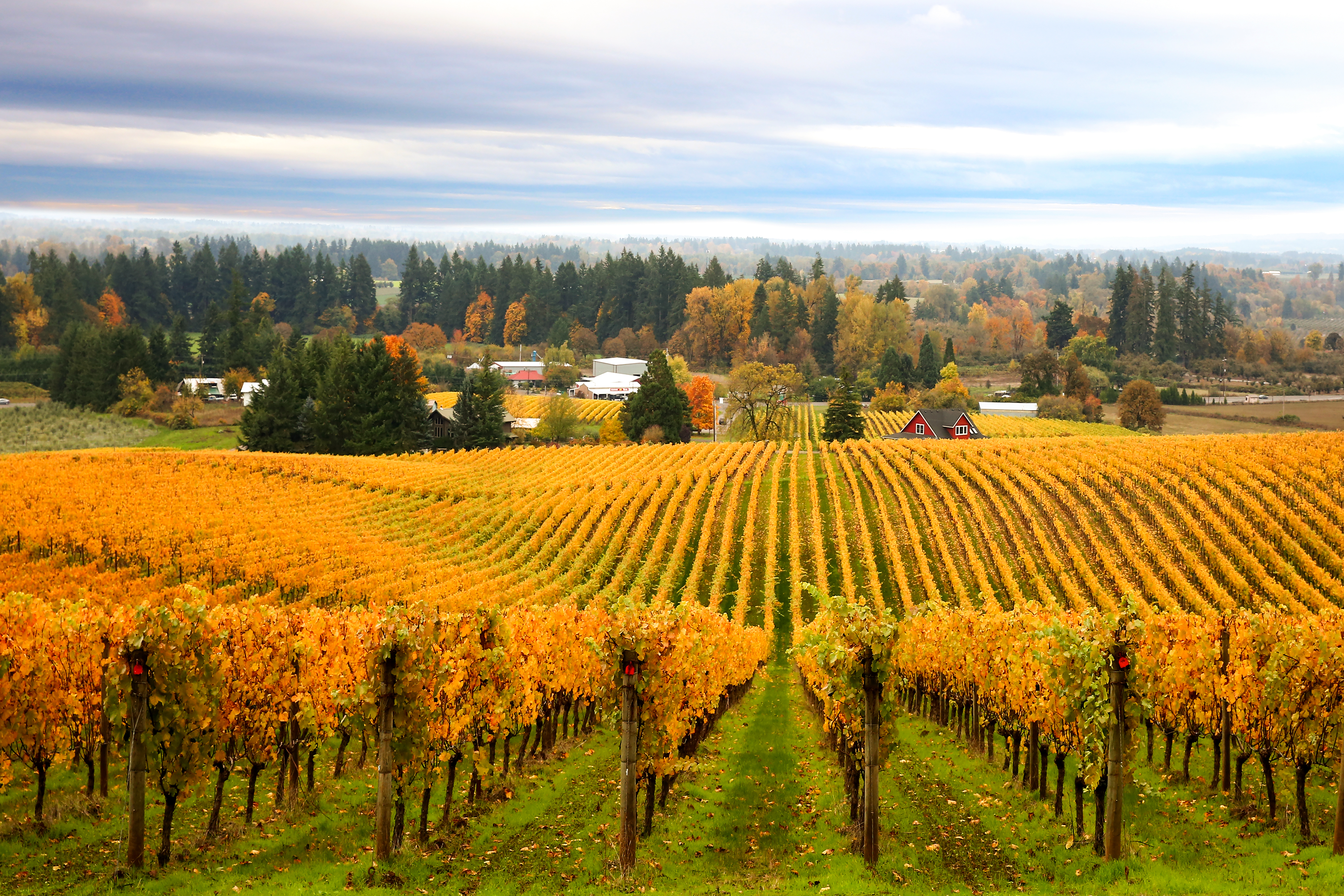 vineyard