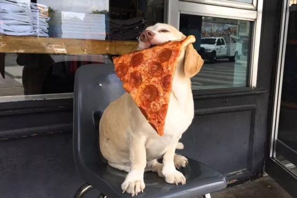 A very happy dog holding a slice of pizza.