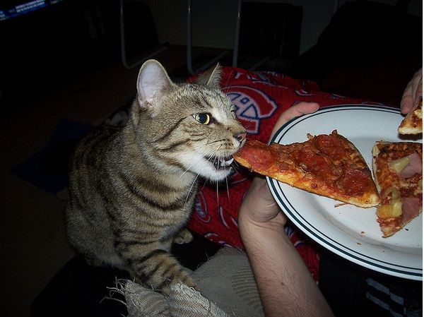 A cat eating pizza off of a plate. 