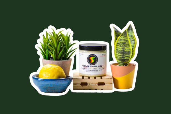 Two succulent plants on either side of a container of shea butter from Sumner Street Shea.